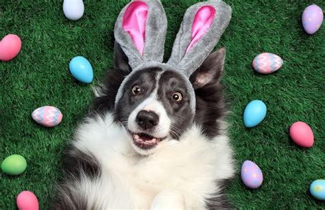 happy easter images with dogs and cats